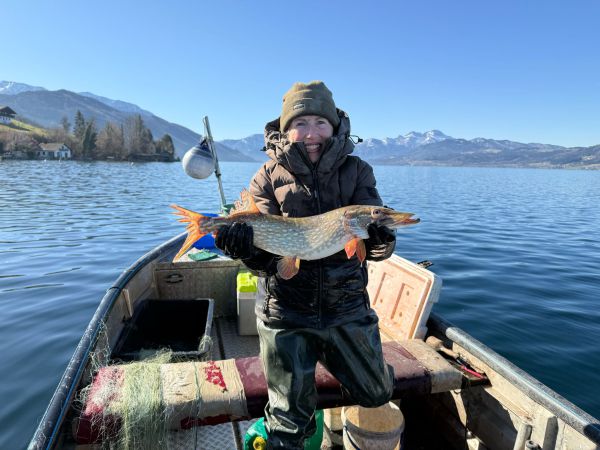 Hecht Wildfang aus dem Attersee (38,40€/kg plus Fracht)
