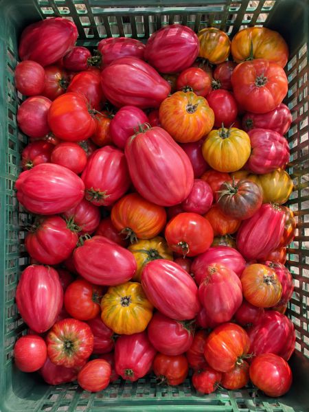 Bio Paradeiser Einkoch Aktion 2026! - 10 Kilo/€ 56,00