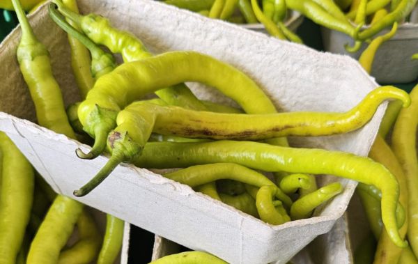 Bio Pfefferoni 'Milder Spiral'