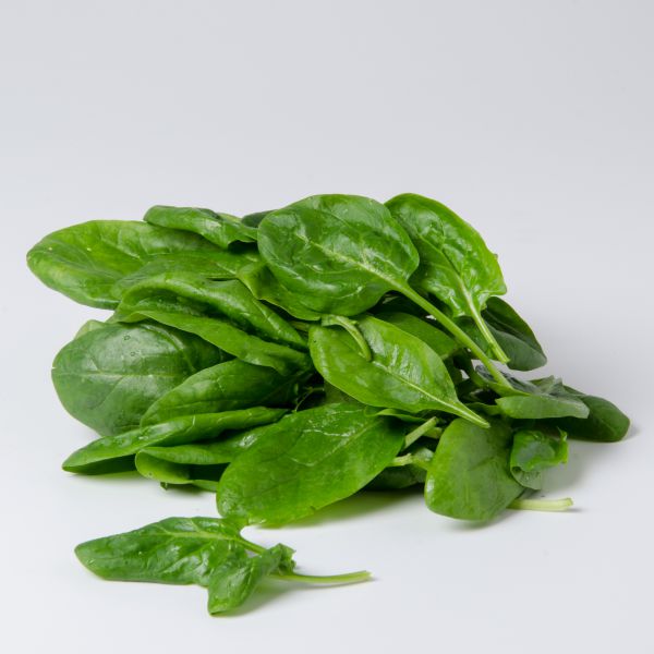 Bio Spinat frisch geerntet – Gärtnerhof GiN (Wien)