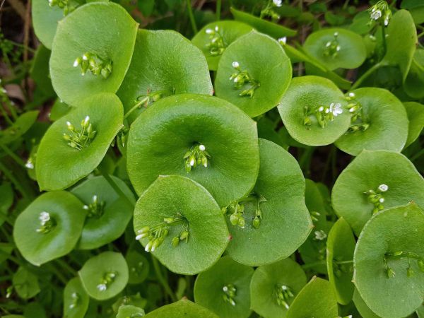 Bio Winterportulak - NEU!