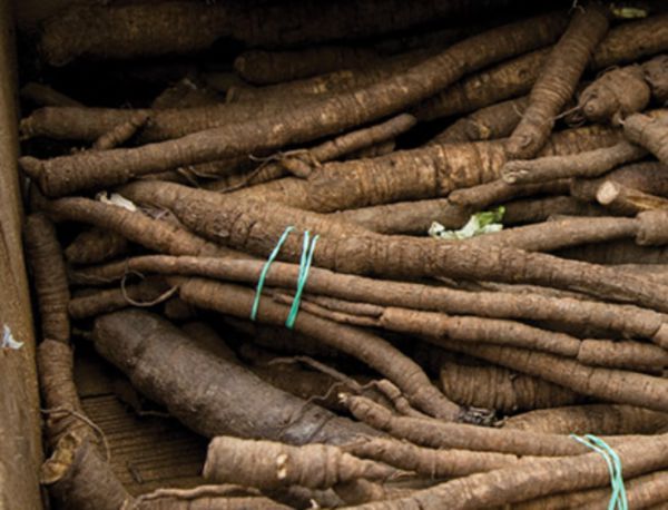 Bio Schwarzwurzeln - NEU!