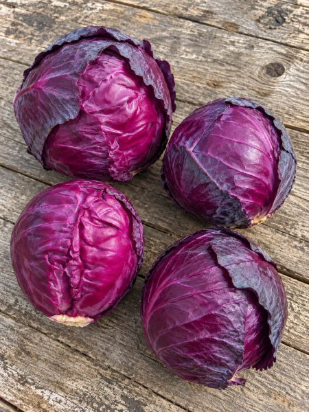 Bio Rotkraut - neue Ernte!