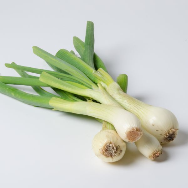 Bio Jungzwiebeln Bund