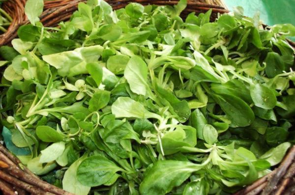 Bio Vogerlsalat (Tasse)