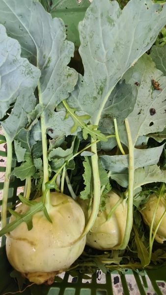 Bio Kohlrabi (Aktion: 2 Stück)