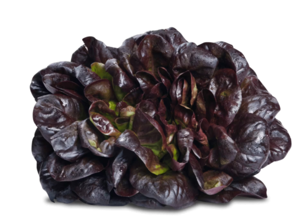 Bio Salanova Salat (rot) - NEU!