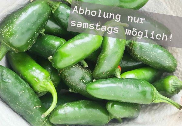 Bio Jalapeño grün - scharfe Chilischoten