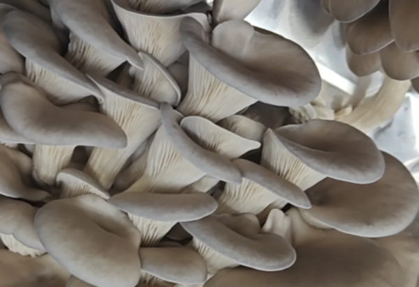 Bio Austernseitlinge - frisch aus der Steiermarkt