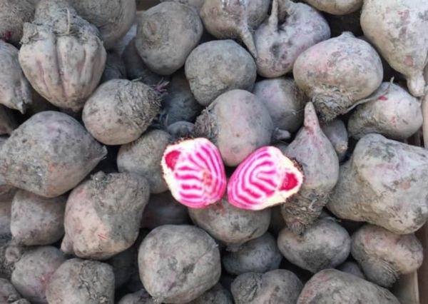 Bio Rote Rüben "Chioggia" (rosa-weiß gestreift)