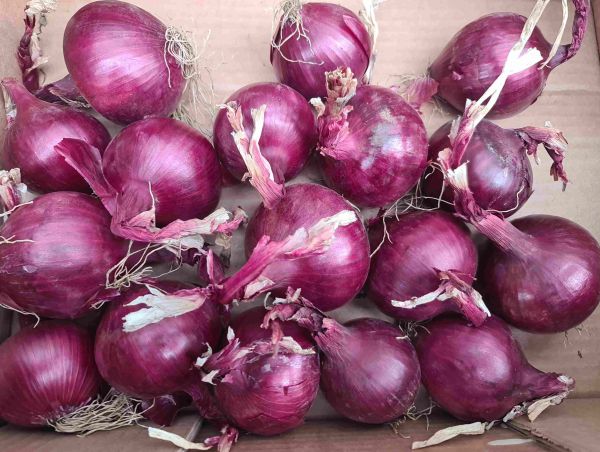 Rote Biozwiebel - Gemüsehof Artenvielfalt