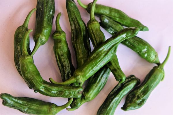 Pimientos de Padron