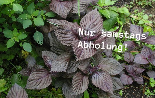 Bio Shiso - Bund