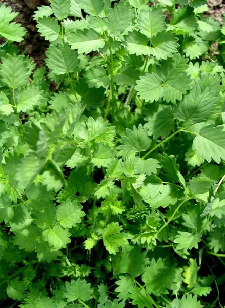 Bio Pimpinelle - Gärtnerhof GiN