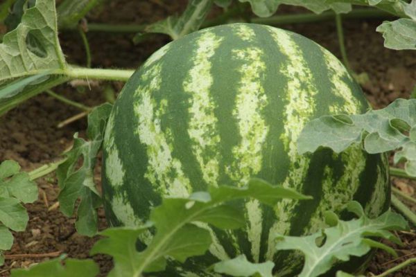 Bio Wassermelone (€ 4,90/kg) aus Niederösterreich