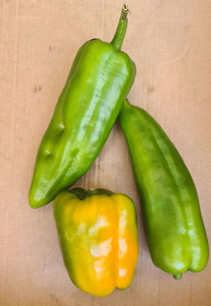 Bio-Grüne Paprika