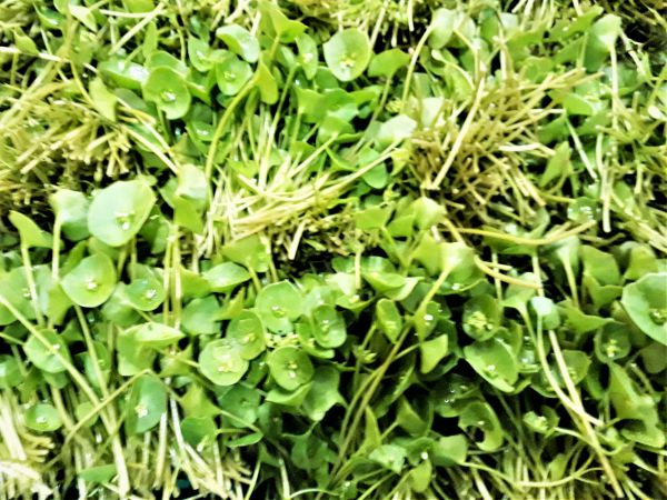 Bio Winterportulak – Gärtnerhof GiN (Wien)