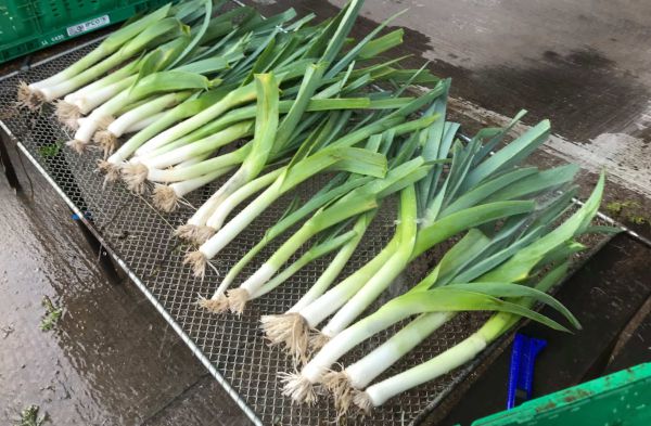 Bio Winter-Porree (Lauch) - frische Ente