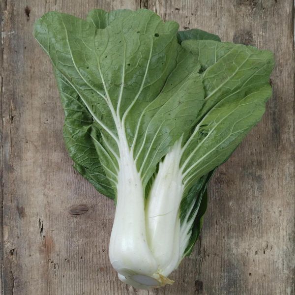 Bio Pak-Choi