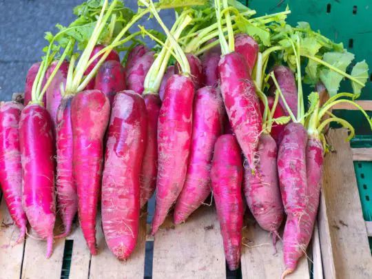 Bio Rettich rot (2.50/Stück) - NEU!