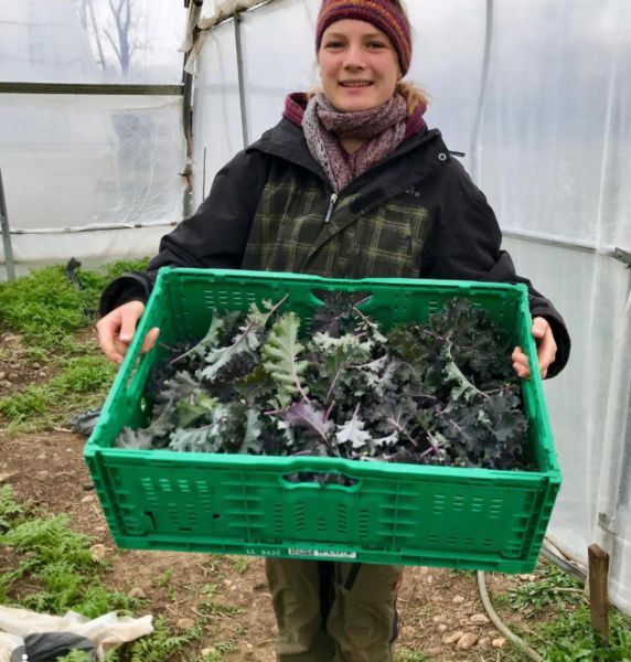 Bio Grünkohl (rotblättrig)