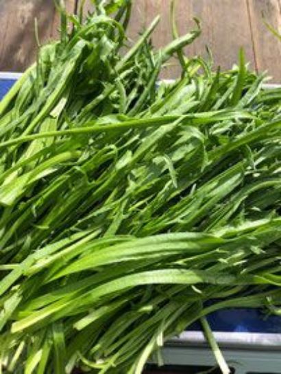 Hirschhornwegerich - kultiviertes Wildkraut