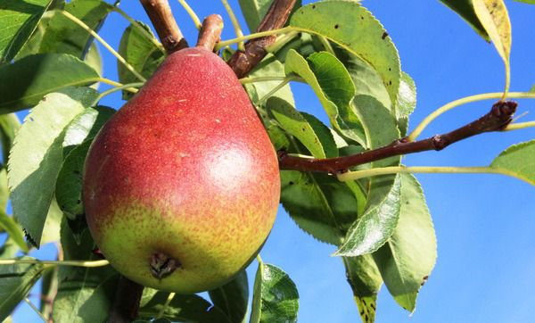 Bio Birne Gute Luise
