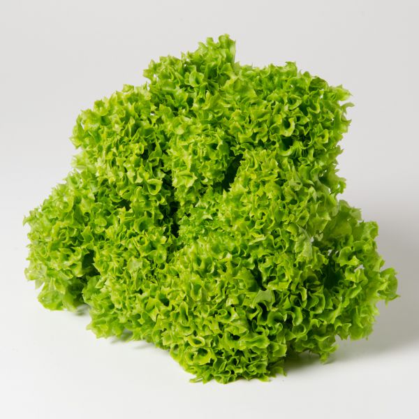 Bio Lollo Bionda - NEU!