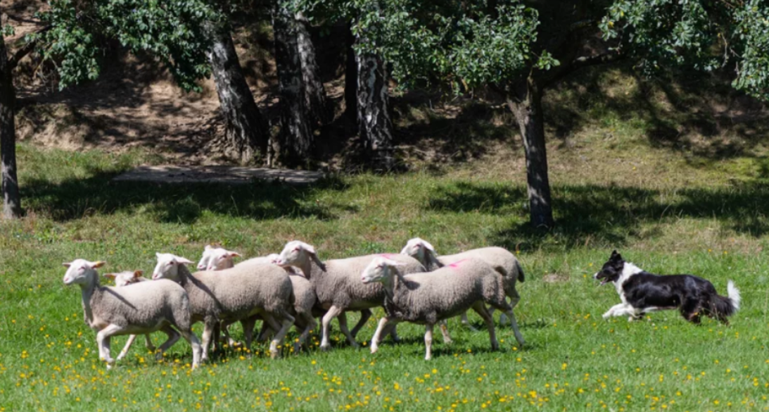 Bio-Strobls-Schafhaltung