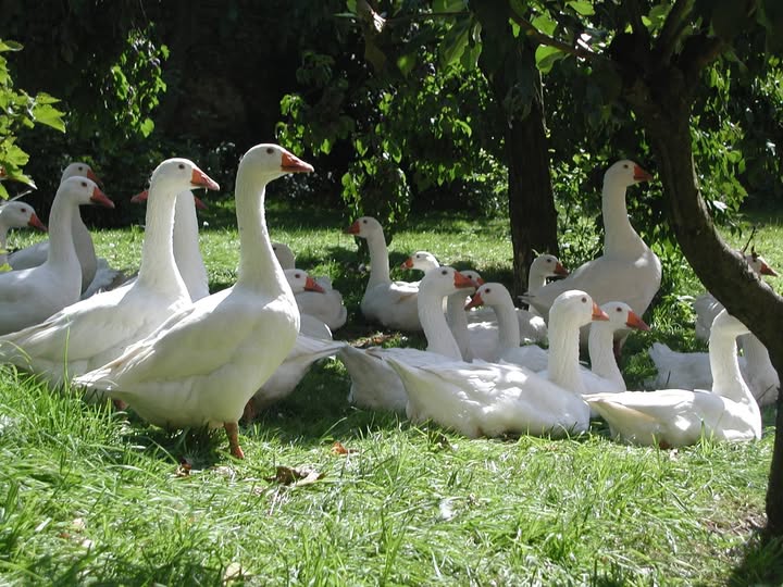 Freilandhaltung-G-anse