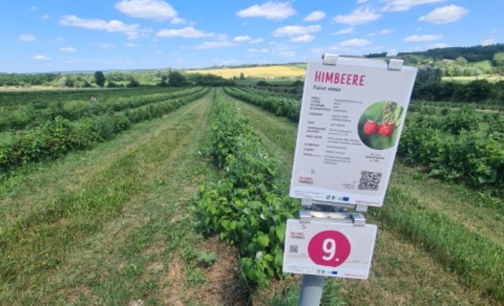 Himbeeren-Anbau-Biobeerengarten-Hummel