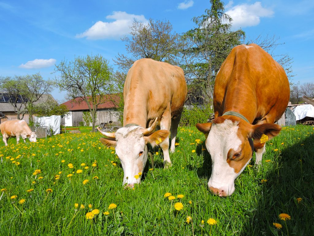 K-uhe-Marksteiner-Hof