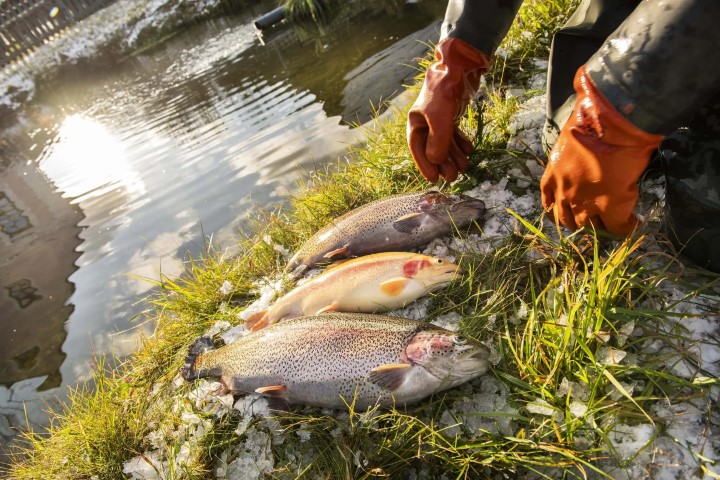 Kroisleitner-Fischzucht-Klein
