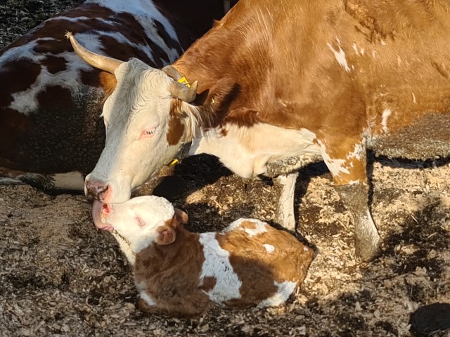 Muttergebundene-Aufzucht-Familie-Kurz-Klein