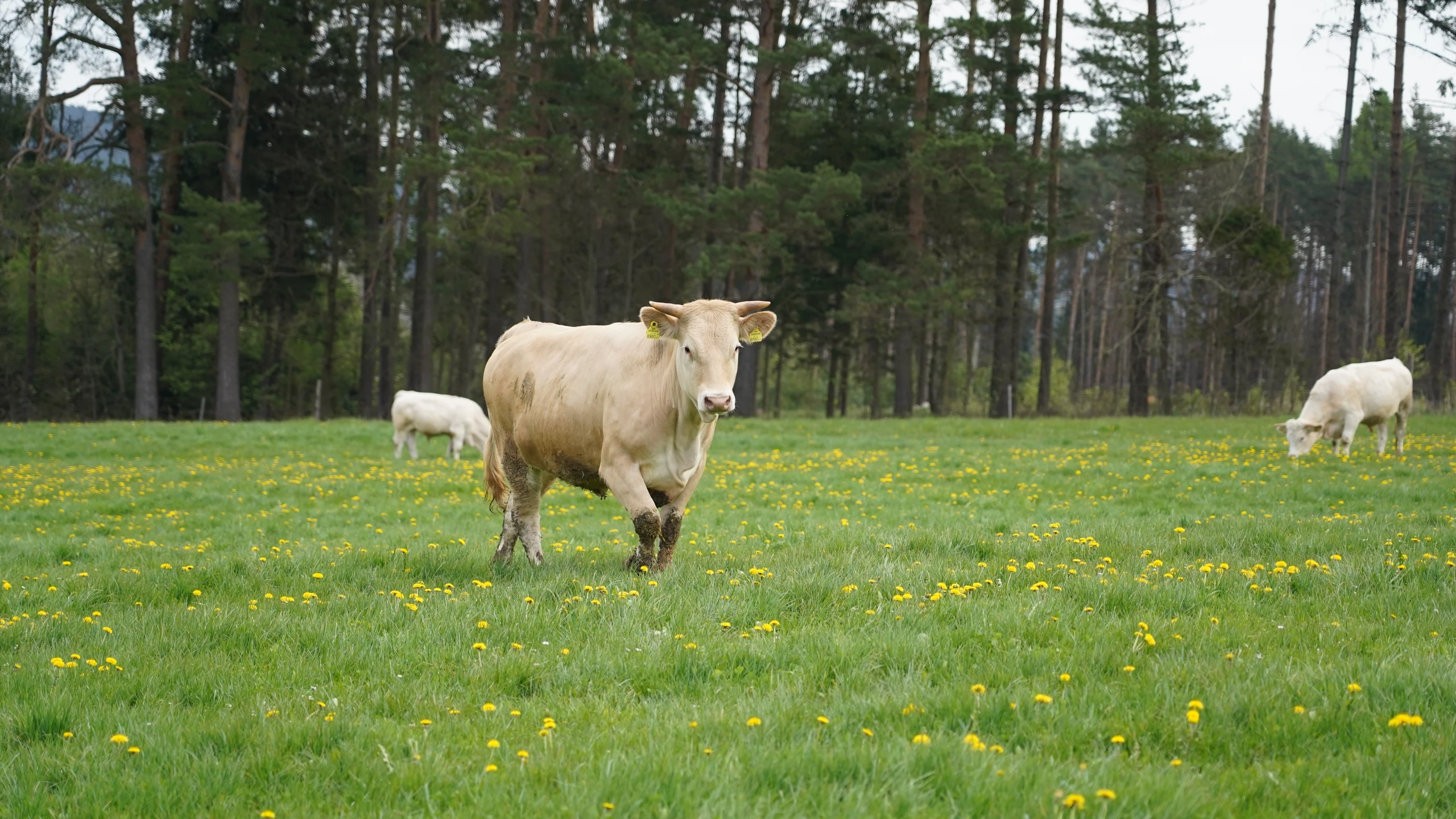 Waldviertler-Blondvieh