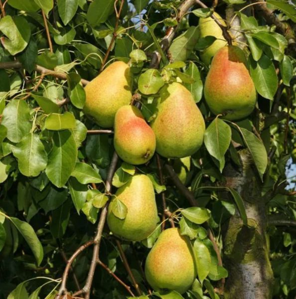 Bio-Birne „'Packhams Triumph' - Winterbirne