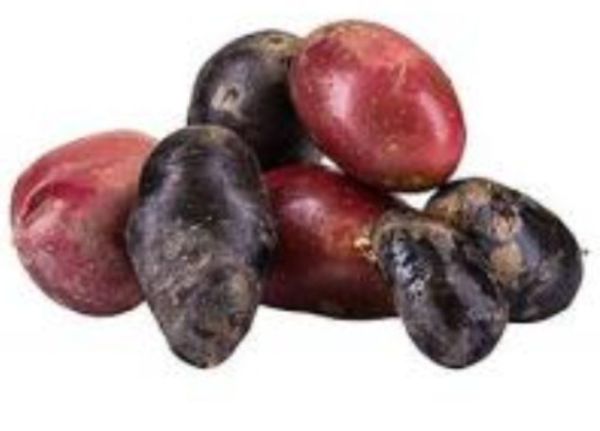 Bio Erdäpfel Violet Star - lilafleischig, mehlig