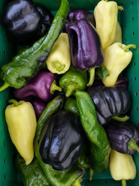 Paprika Vielfalt (alte Sorten)