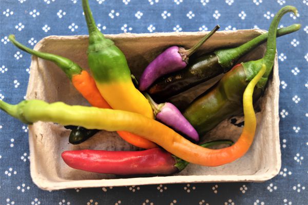 Chili scharf (3 Stück)