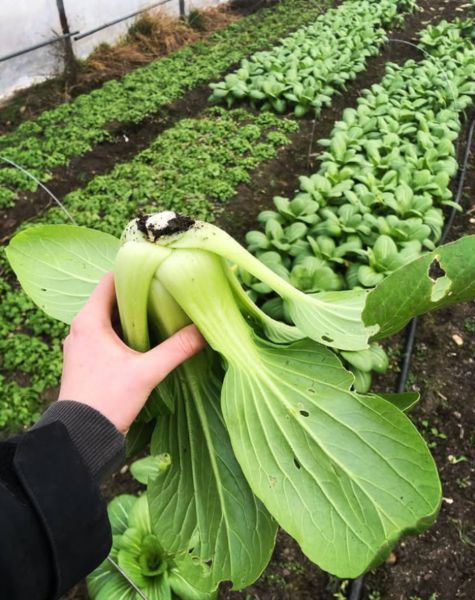 Bio Pak-Choi- aus dem Weinviertel
