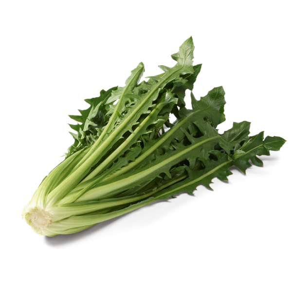 Bio Löwenzahnsalat Salat 'Catalogna'