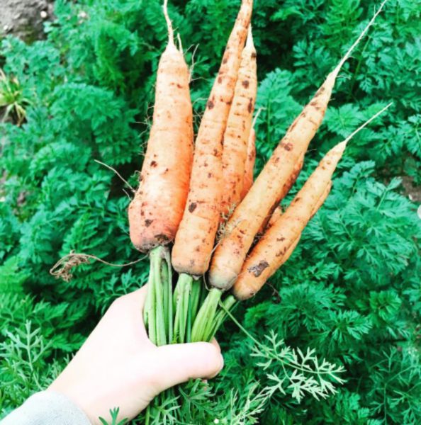 Bio-Karotten - Bund (nach Verfügbarkeit), jetzt neu!