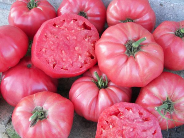 Bio Fleischparadeiser (tw. sehr groß, rosa) - NEU!