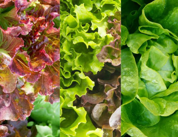 Bunte Salate - erste Ernte aus dem Weinviertel