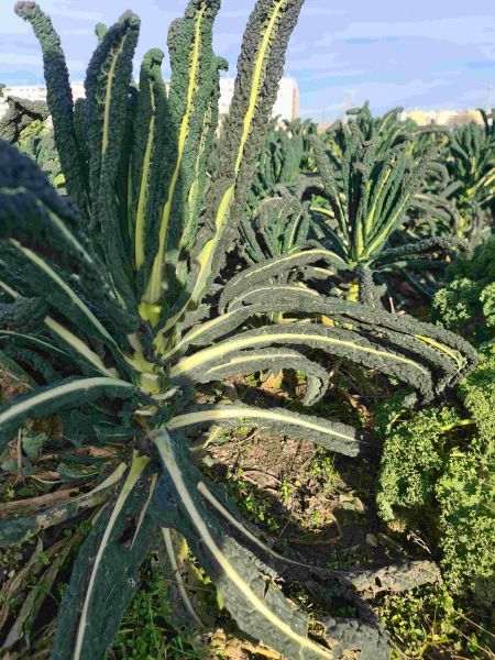 Bio Palmkohl (Schwarzkohl)