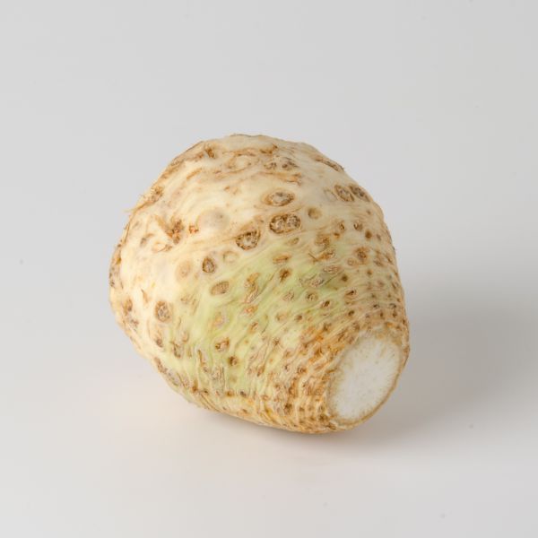 Bio Sellerie Knolle (€5,20/kg)