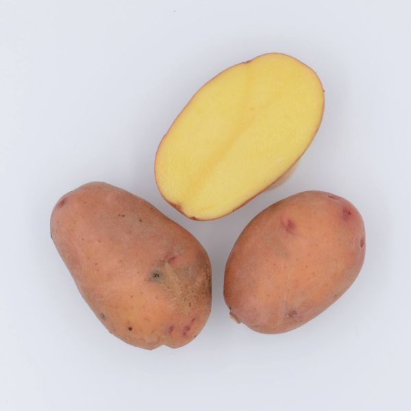 Demeter Erdäpfel "Heidenreichsteiner Rote"