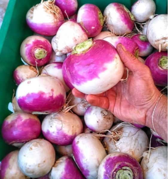 Bio Navetten (Mairüben)