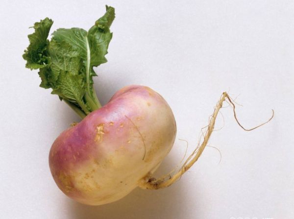 Bio Stoppelrüben - NEU!