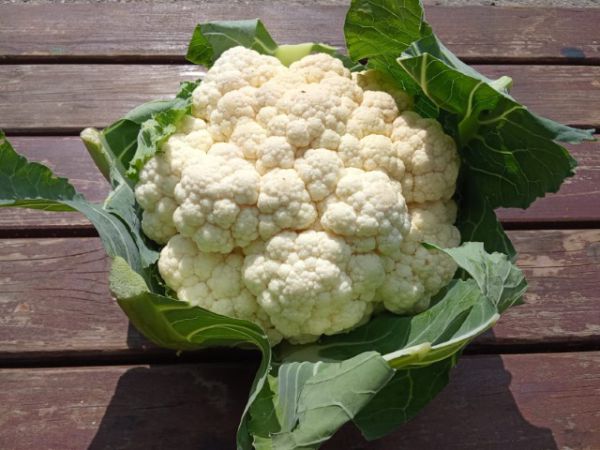 Bio Karfiol - Neue Ernte!